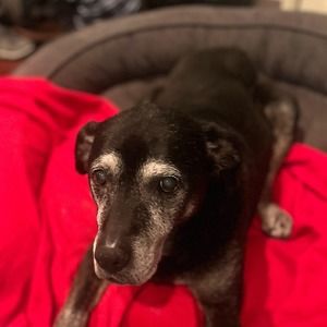 Meet your Posher, Louann